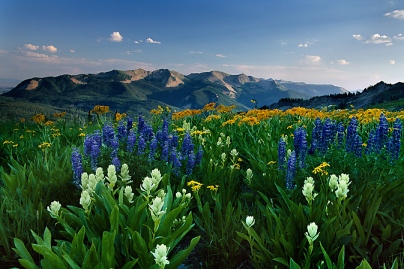 mountainflowers